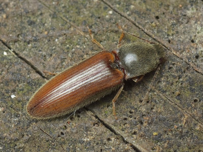 Athous subfuscus (O. F. Muller, 1764)